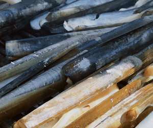 razor clams