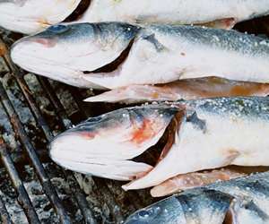 fish being grilled on board the Sanbaia