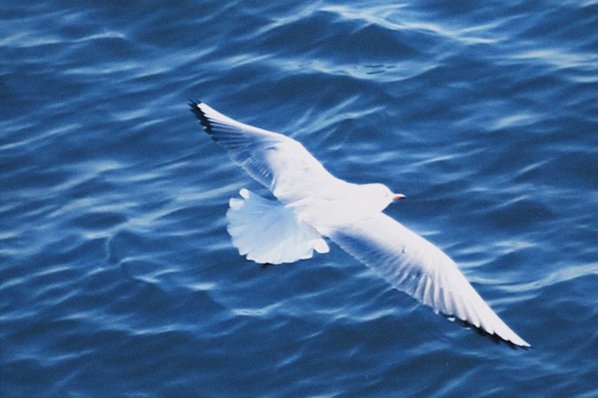 seagull over the ocean