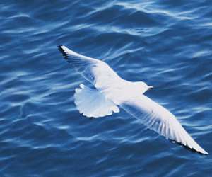 seagull flying over the water